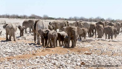 Elephant arriving at Okaukuejo waterhole etosha namibia