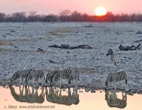 Zebras at Okaukuejo waterhole etosha namibia