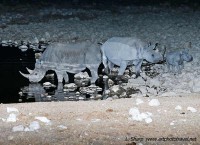rhino at Okaukuejo waterhole at night etosha