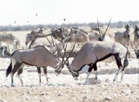 gemsbok at Gemsbokvylakte etosha