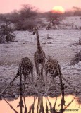 giraffes at sunset Okaukuejo waterhole etosha namibia