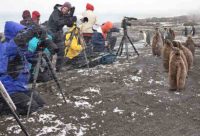 Photographing at Gold Harbour South Georgia