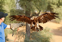 guide and eagle Dubai conservation Reserve