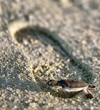 A giant step for a hatchling at Heron Island