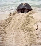  Turtle returning to the sea