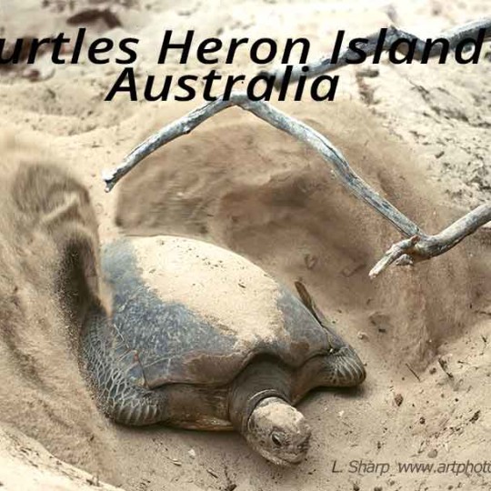 turtles of heron island australia