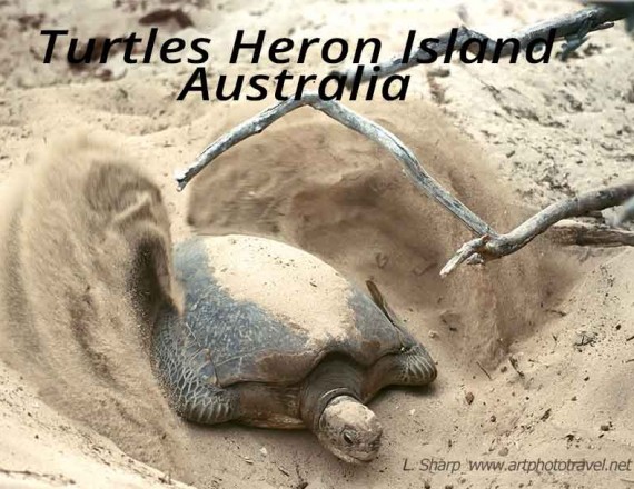 turtles of heron island australia