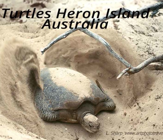 turtles of heron island australia