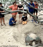 Watching turtles at dawn