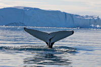 illulassat icefield whale tail