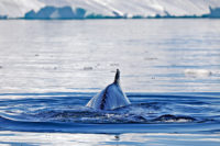 illulassat whale diving below boat