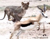 lion chasing at Okendeka etosha