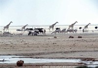 Okendeka waterhole etosha namibia