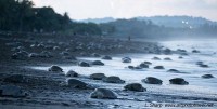 Turtles coming and going at first light ostional costa rica