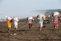 collecting the turtle eggs of the first wave Arribada ostional costa rica