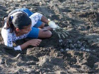 harvesting turtle eggs at ostional costa rica