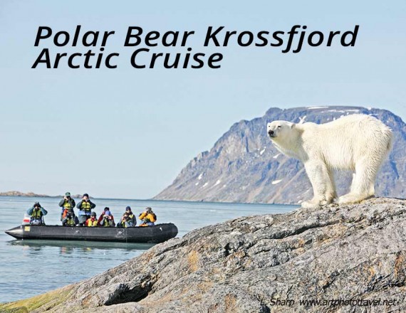 polar bear on island krossfjord arctic cruise