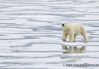 Polar bear on ice Wahlenbergfjorden arctic