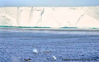 Orcas at Ross Ice Shelf.