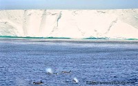 Orcas at Ross Ice Shelf.