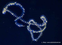Siphonophores at 300m depth at the Wall Cocos Island