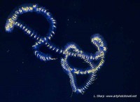 Siphonophores at 300m depth at the Wall Cocos Island