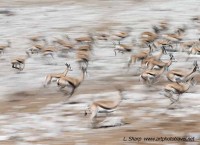 springboks get spooked etosha