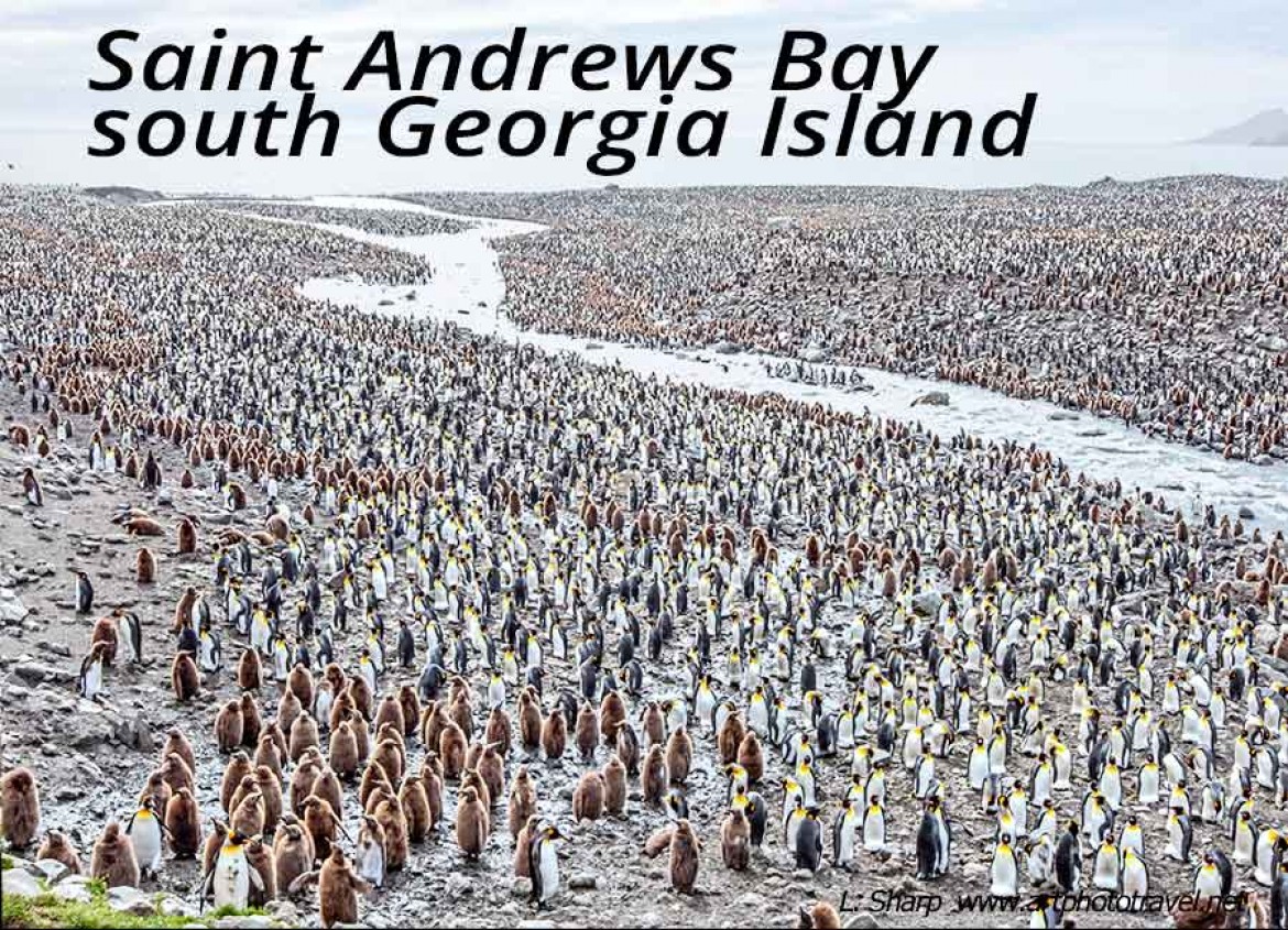 saint andrews bay south georgia island