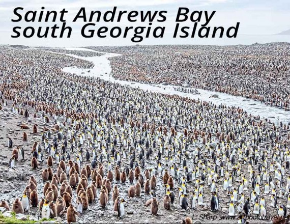 saint andrews bay south georgia island
