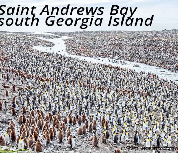 saint andrews bay south georgia island