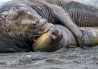 elephant seal beachmaster Sth Georgia