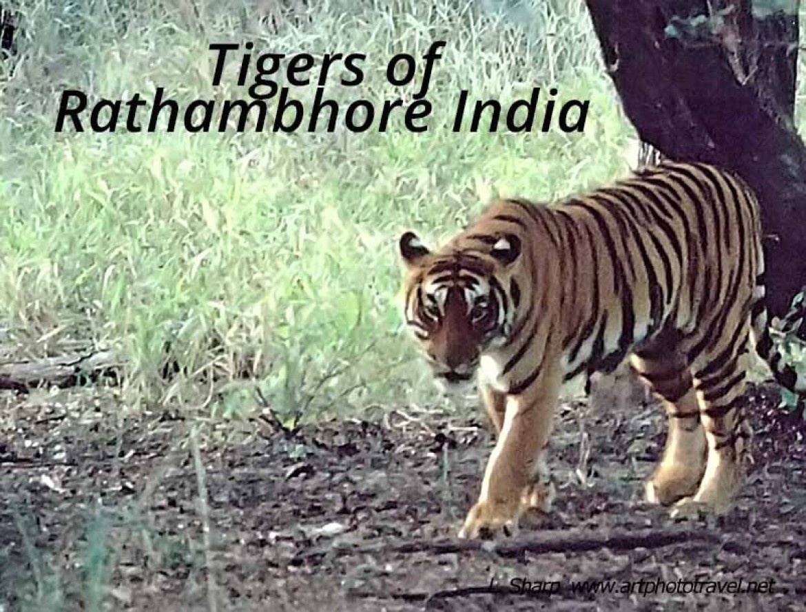 tigers of Rathambhore india
