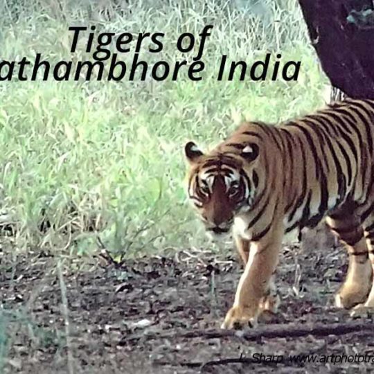 tigers of Rathambhore india