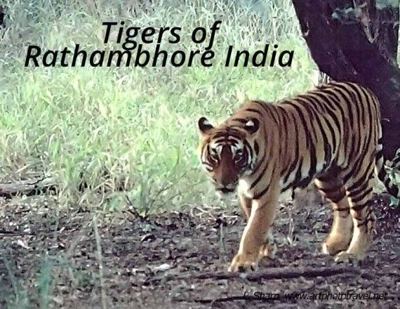 tigers of Rathambhore india