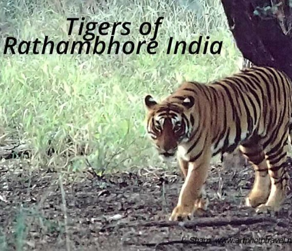 tigers of Rathambhore india