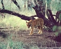 Tiger of Ranthambhore india