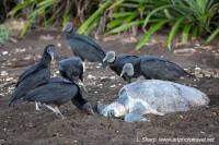 vultures hassle the turtles to get to eggs ostional costa rica