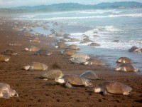 Turtles arriving in late afternoon, courtesy Rolf Lichtenstein