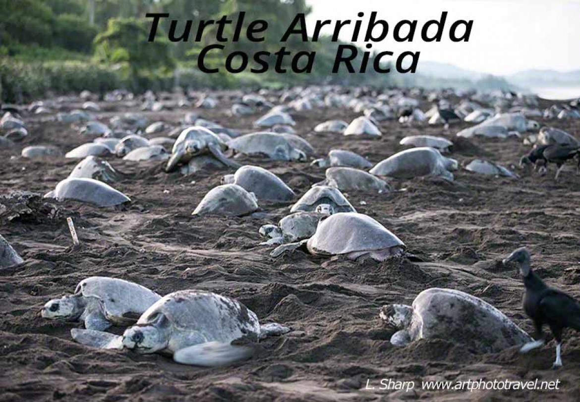 turtle arribada ostional costa rica