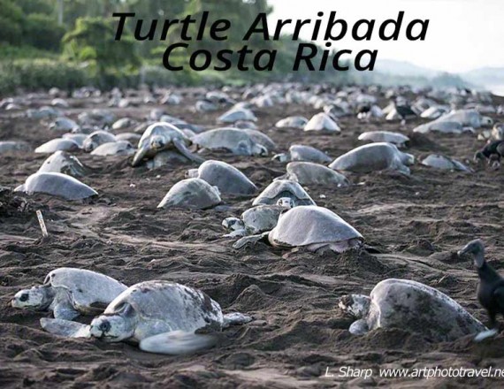 turtle arribada ostional costa rica