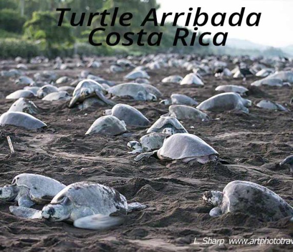 turtle arribada ostional costa rica