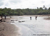  wading creek to access southern part Ostional beach costa rica