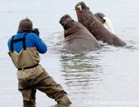 Walrus and photographer Torellneset arctic