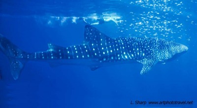 Whale shark off ningaloo reef australia