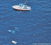 Whale shark and boat, view from spotter plane ningaloo reef australia