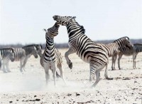 Zebras fighting Gemsbokvylakte etosha